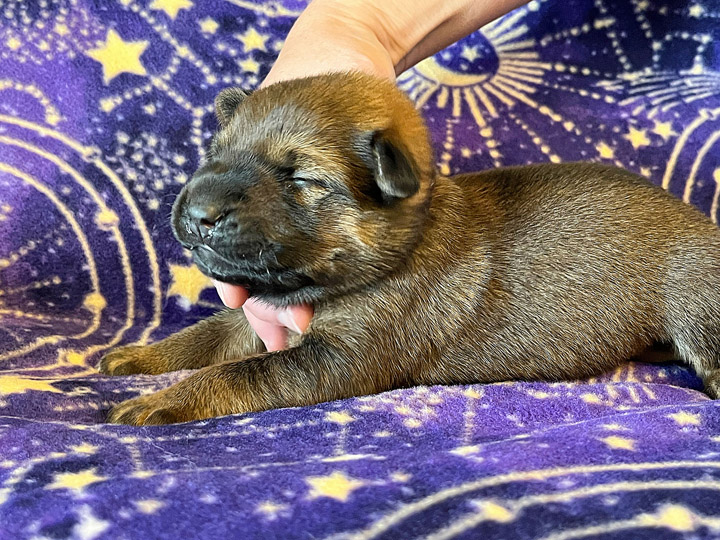 chinook puppy